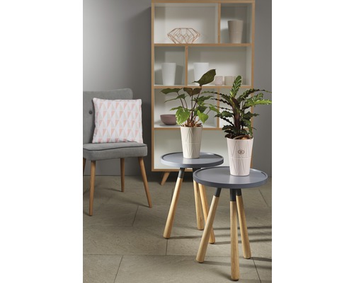 Zwei Zimmerpflanzen in Übertöpfen auf Beistelltischen, ein Regal und ein Stuhl mit Kissen im Hintergrund.