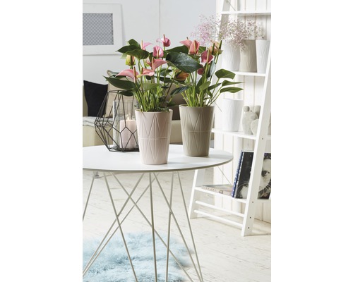 Zwei Flamingoblumen in Töpfen auf einem runden Tisch in einem hellen Raum.