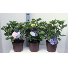 Drei Hortensien in Töpfen mit pinken, weißen und blauen Blüten.