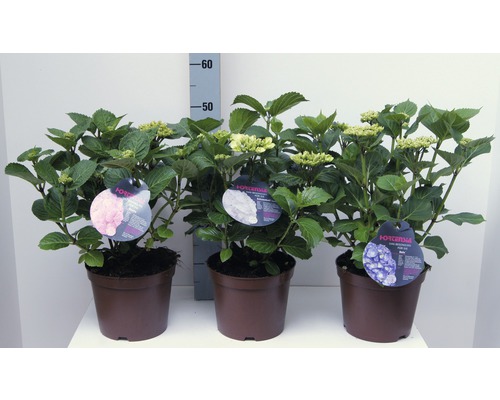 Drei Hortensien in Töpfen mit pinken, weißen und blauen Blüten.