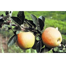 Zwei Äpfel an einem Ast mit Blättern.
