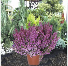 Besenheide in einem Topf vor verschiedenen Pflanzen