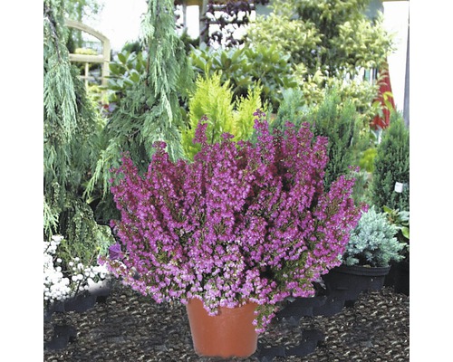 Besenheide in einem Topf vor verschiedenen Pflanzen