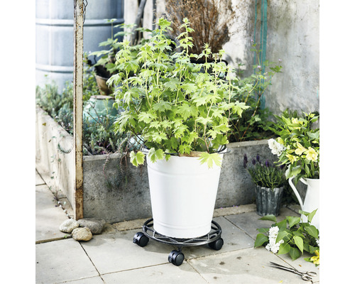 Pflanze in einem Eimer auf einem Pflanzenroller für den Außenbereich.