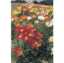 Feld mit bunten Mohnblumen