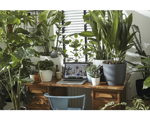 Arbeitszimmer mit Schreibtisch, Stuhl, Laptop und verschiedenen Zimmerpflanzen in Töpfen