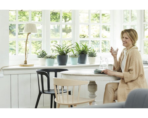 Helle Raumszene mit Tisch, Stühlen und Pflanzen in Übertöpfen am Fenster