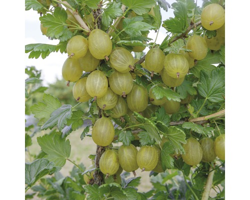 Grüne Stachelbeere Stämmchen FloraSelf Ribes uva-crispa 'Invicta' Stamm ca. 90 cm gesamt H 100-120 cm Co 5 L