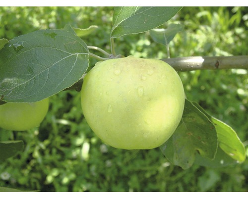 Bio Sommerapfel FloraSelf Bio Malus domestica 'Weißer Klarapfel' Stammhöhe ca. 60 cm Gesamthöhe 130-150 cm Co 7,5 L Busch