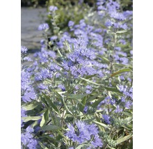 Nahaufnahme einer Bartblume mit blauen Blüten und grünen Blättern.