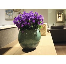 Glockenblumen in einem Topf auf einem Tisch