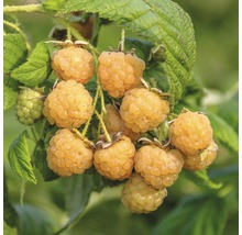 Gelbe Himbeeren an der Pflanze