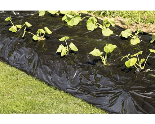 Schwarze Unkrautfolie im Gartenbeet mit Pflanzen