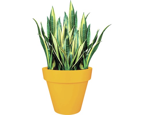 Sansevieria Zimmerpflanze im Blumentopf