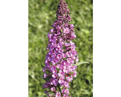 Sommerflieder, Schmetterlingsflieder FloraSelf Buddleja davidii H 60-80 cm Co 3 L rosa