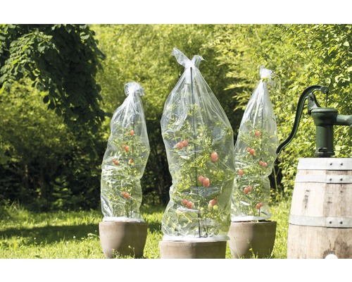 Tomatenpflanzen mit Tomatenhaube im Garten