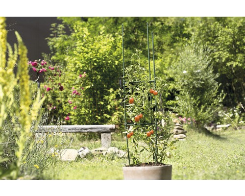 Tomatenpflanze mit Rankhilfe im Garten