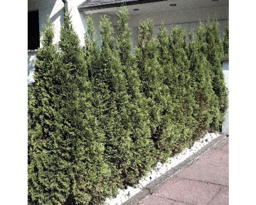 Reihe immergrüner Thuja-Hecken im Garten