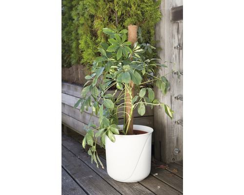 Zimmerpflanze Schefflera im Pflanzgefäß mit Rankhilfe