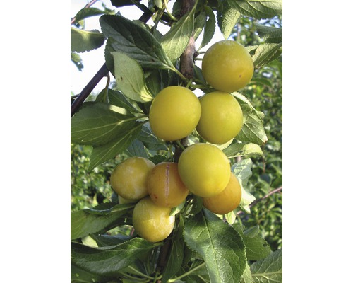 Bio Mirabelle Halbstamm FloraSelf Bio Prunus domestica syriaca 'Nancy' Stammhöhe ca. 120 cm Co 7,5 L