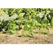 Pflanzen im Garten mit Frühbeetglocken geschützt
