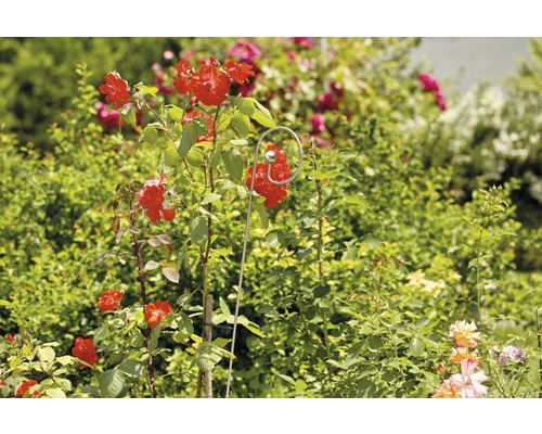 Roter Rosenbusch mit Rankhilfe im Garten.