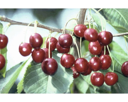 Bio Süßkirsche 'Hedelfinger Riesenkirsche' FloraSelf Bio Prunus avium 'Hedelfinger Riesenkirsche' Stammhöhe ca. 60 cm Gesamthöhe 130-150 cm Co 7,5 L Busch Kirschen an einem Zweig