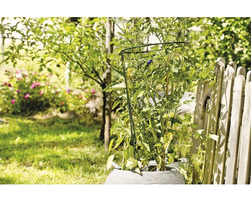 Tomatenpflanze mit Pflanzenstütze in einem Garten