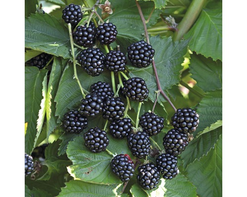 Brombeere 'Thornless Evergreen'