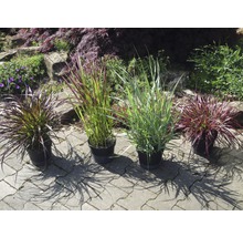 Vier Ziergräser in Töpfen auf einer gepflasterten Fläche