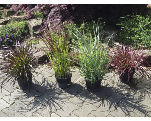 Vier Ziergräser in Töpfen auf einer gepflasterten Fläche