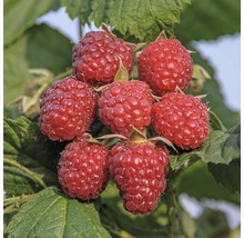 Nahaufnahme von Himbeeren am Strauch
