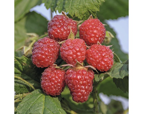 Nahaufnahme von Himbeeren am Strauch