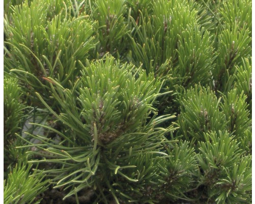 Nahaufnahme von Kiefernnadeln