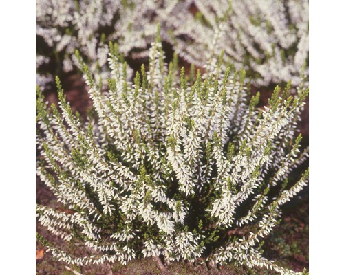 Weiße Schneeheide Pflanze im Garten.