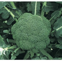 Nahaufnahme von Brokkoli im Garten.