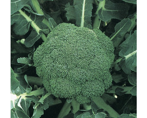 Nahaufnahme von Brokkoli im Garten.