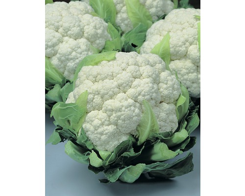 Karfiol, Blumenkohl FloraSelf Bio 6er-Tasse