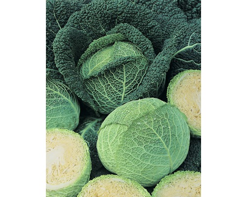 Bio Kohl/Wirsing FloraSelf Bio 6er-Tasse Mehrere ganze und halbe Köpfe Wirsingkohl liegen nebeneinander.
