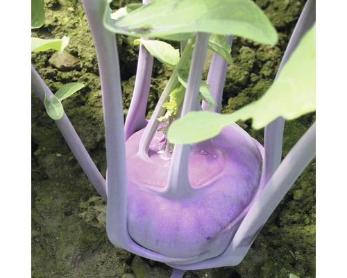 Bio Kohlrabi blau FloraSelf Bio 6-er Tasse