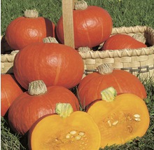 Kürbisse in einem Korb auf Gras