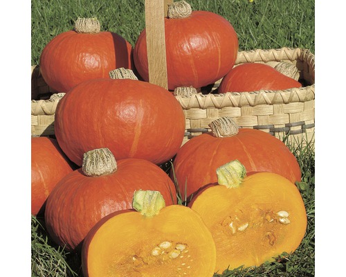 Kürbisse in einem Korb auf Gras