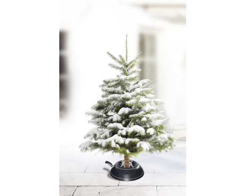 Schneebedeckter Weihnachtsbaum im Christbaumständer