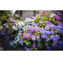 Blühende Hortensienbüsche vor einer Steinmauer im Garten