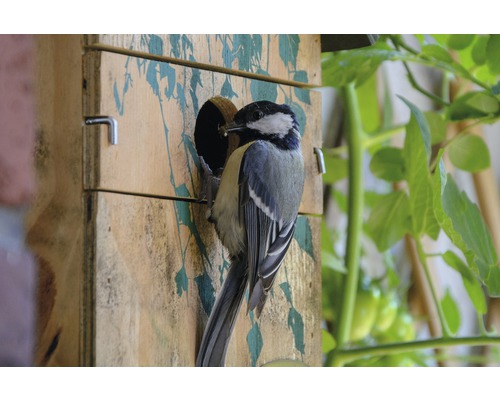 Blaumeise vor einem Nistkasten