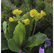 Gelbe Schlüsselblume im Gartenbeet
