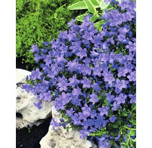 Blühende Campanula im Garten
