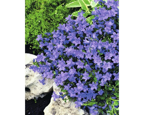 Blühende Campanula im Garten