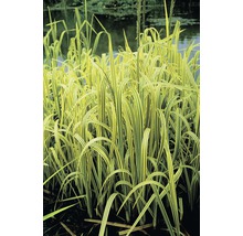 Wasserschwaden FloraSelf Glyceria maxima 'Variegata' H 10-30 cm Co 3 L