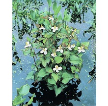 Blühende Eidechsenwurz im Teich